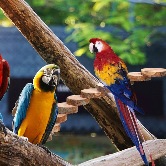 Parrot Ladder Toy with Solid Wood Platform, Multi-Level Bird Climbing Perch
