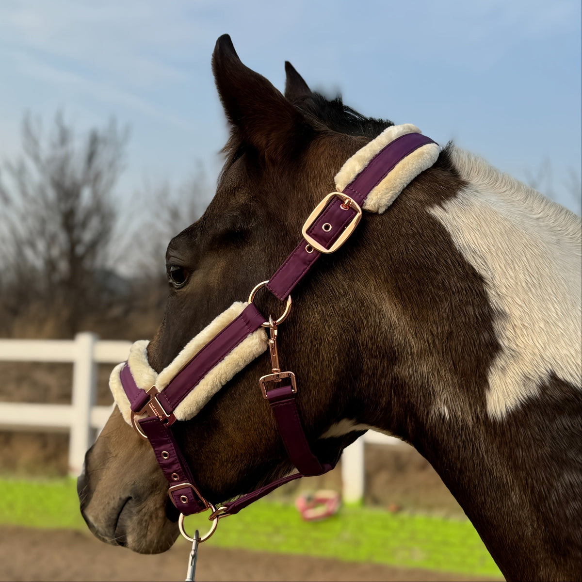 Horse Halter with Detachable Faux Fur Band & Glossy Buckle – Adjustable Head Collar for Horses, Available in 15 Colors & 3 Sizes FULL COB PONY
