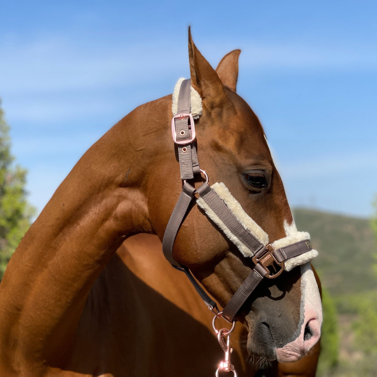 Horse Halter with Detachable Faux Fur Band & Glossy Buckle – Adjustable Head Collar for Horses, Available in 15 Colors & 3 Sizes FULL COB PONY