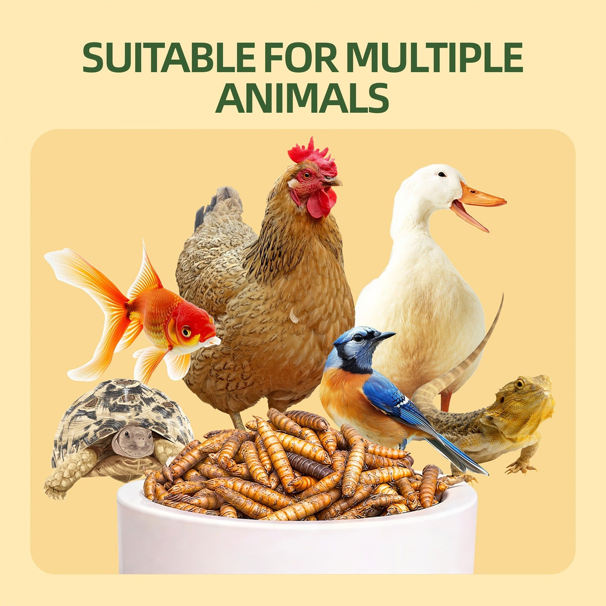 Dried Black Soldier Fly Larvae for Chickens - High Protein BSF Larvae Treats with Calcium for Laying Hens Ducks Quail Birds Reptiles Non-GMO Natural