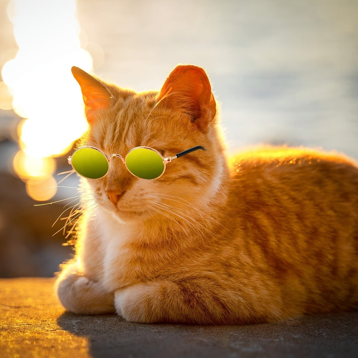 Pet Sunglasses 10-Pack Round Metal Retro Shades for Cats & Dogs – Assorted Colors Classic Hippie Glasses for Cosplay, Parties & Photo Props, Fun Pet Costume Accessory