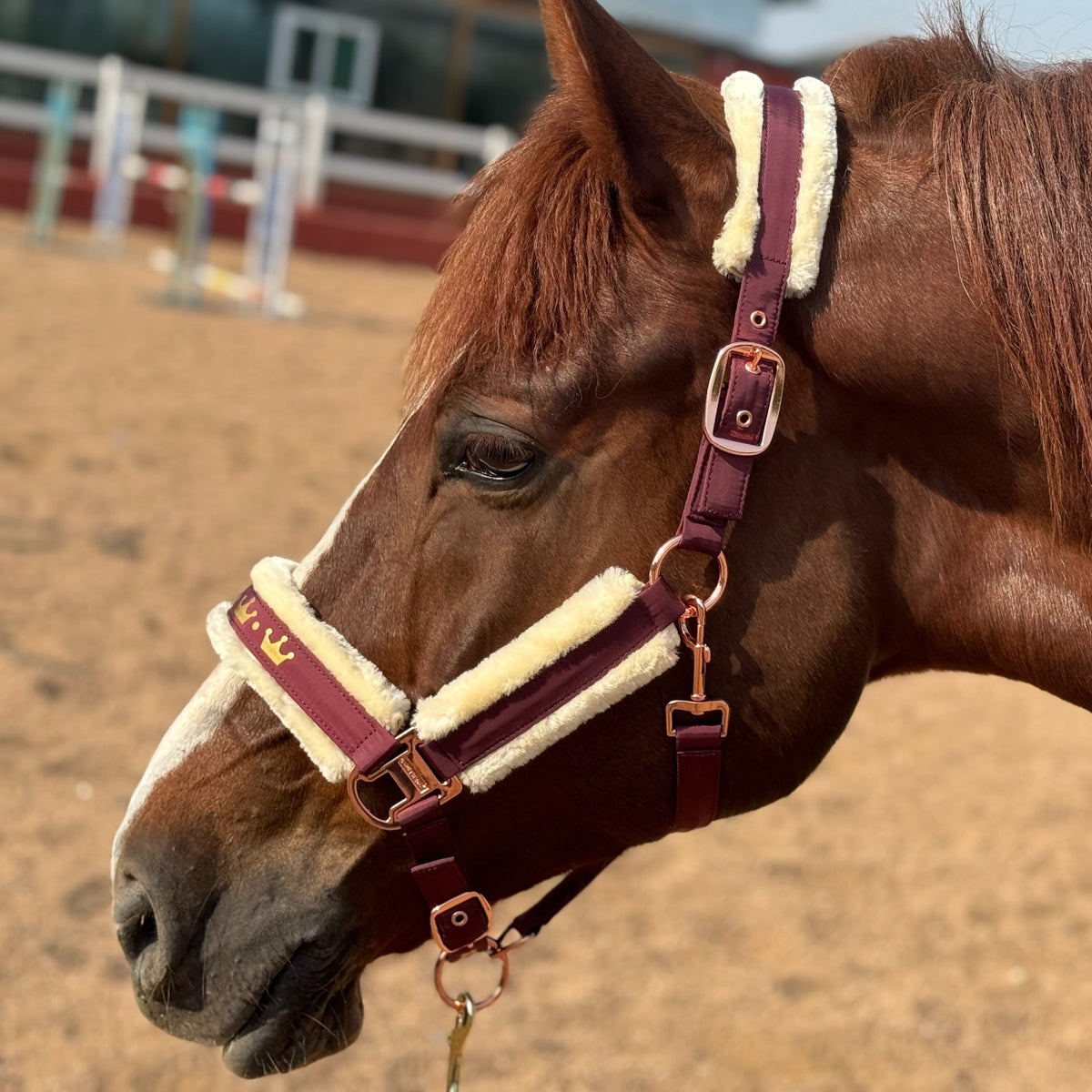 Horse Halter with Detachable Faux Fur Band & Glossy Buckle – Adjustable Head Collar for Horses, Available in 15 Colors & 3 Sizes FULL COB PONY